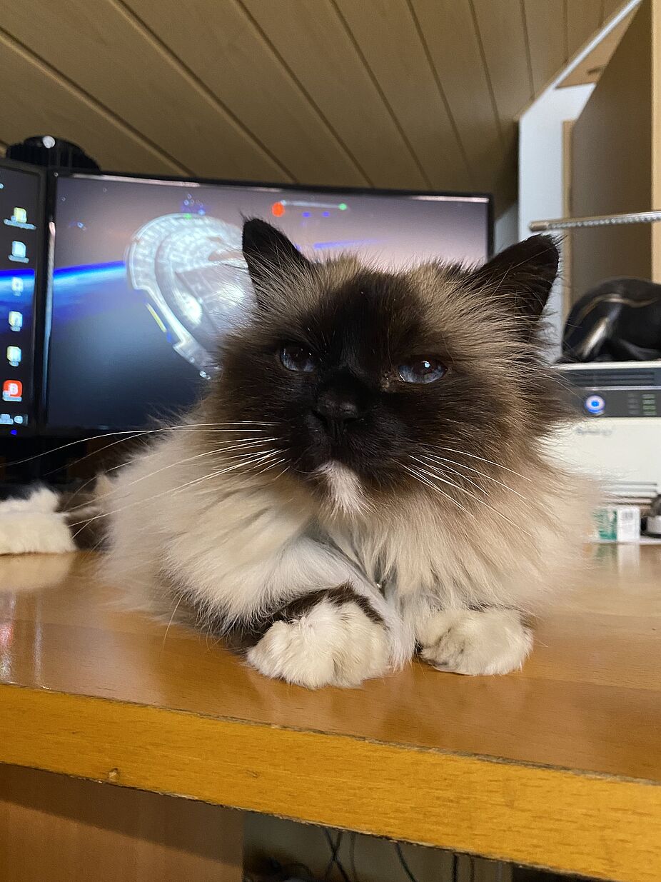 Gina passt auf Die weiße Katze Gina beobachtet genau die Arbeit am Tourbericht.