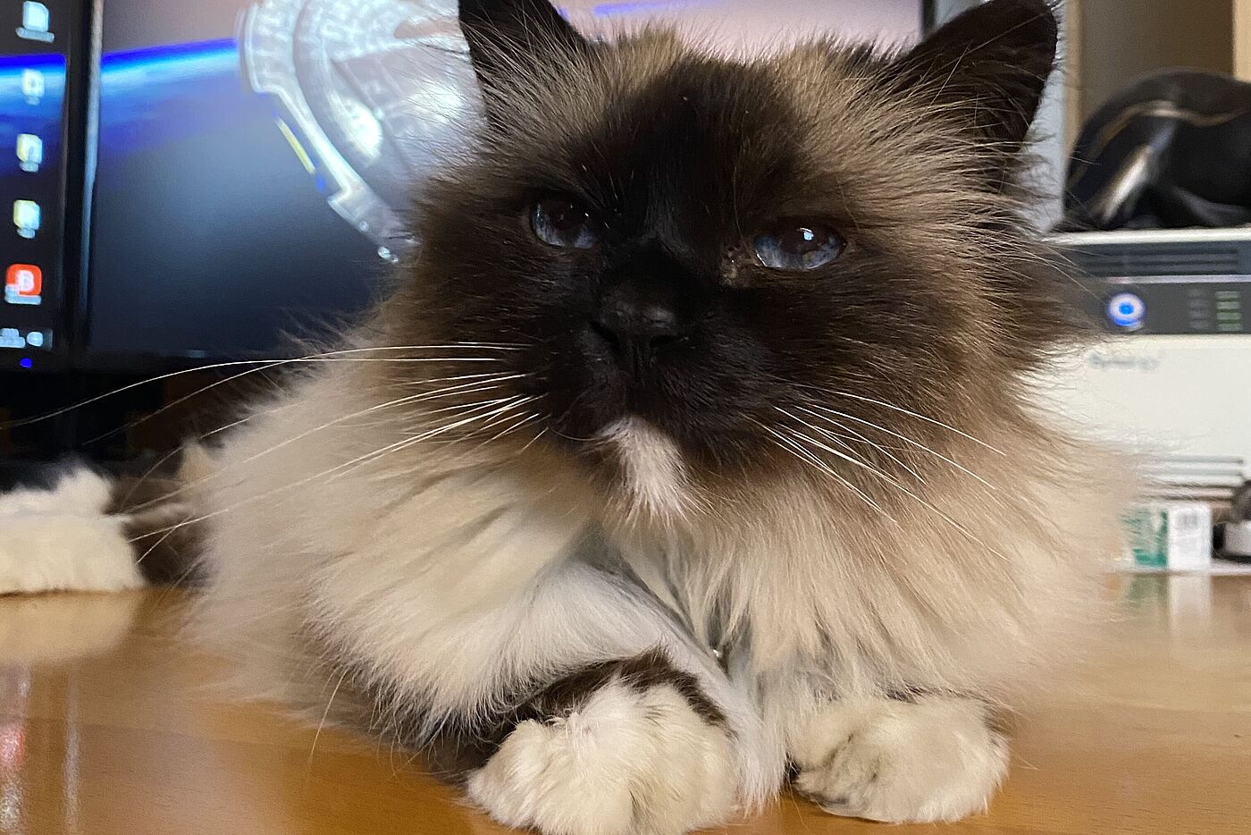 Die weiße Katze Gina beobachtet genau die Arbeit am Tourbericht.