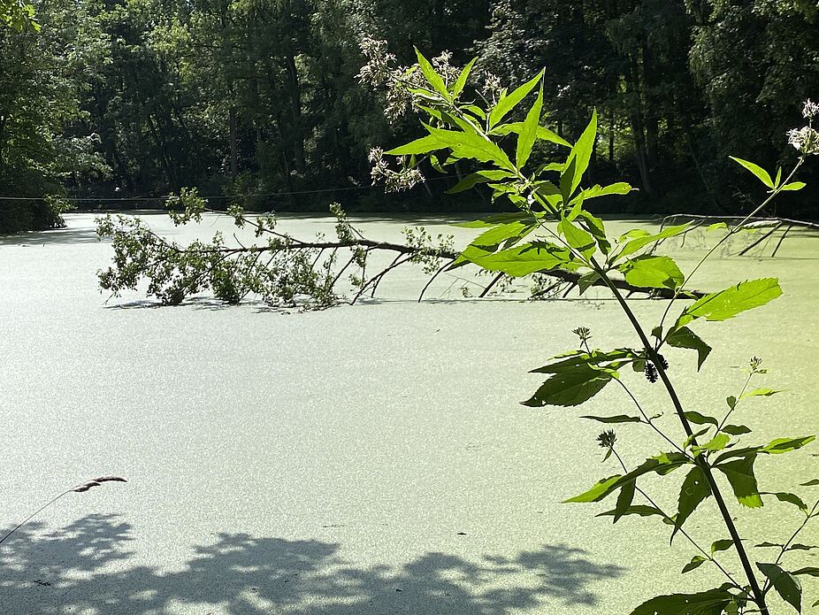 KW32 Erle 24 Der Gartroper Mühlenteich. Der Gartroper Mühlenteich