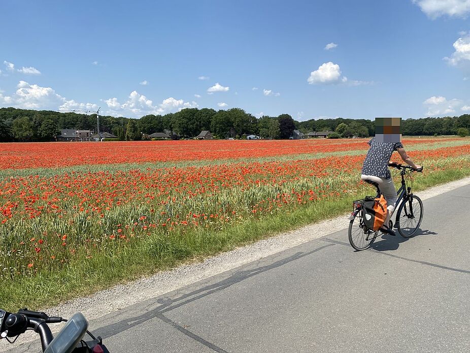 Klatschmohn ohne Ende Links neben der Straße ein Klatschmohnfeld. Eine Radfahrerin fährt daran vorbei.