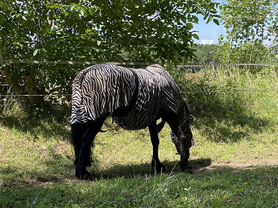 Wohl mit fremden Federn geschmückt? Wohl mit fremden Federn geschmückt. Ein weidendes Pferd hat eine zebrafarbene Decke übergelegt bekommen. Sieht exotisch aus.