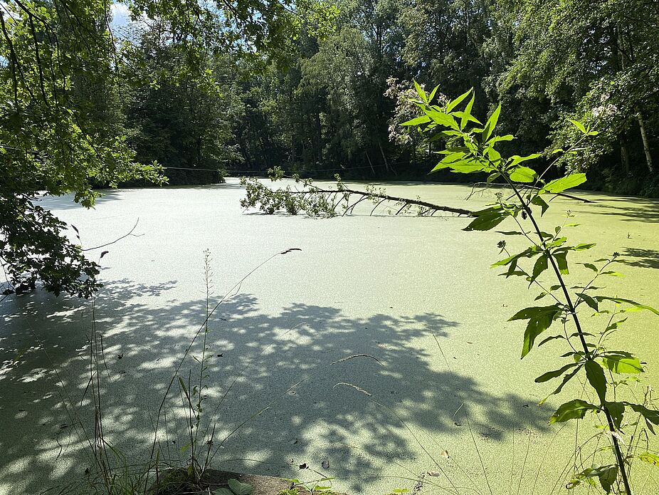 KW32 Erle 23 Der Gartroper Mühlenteich Der Gartroper Mühlenteich