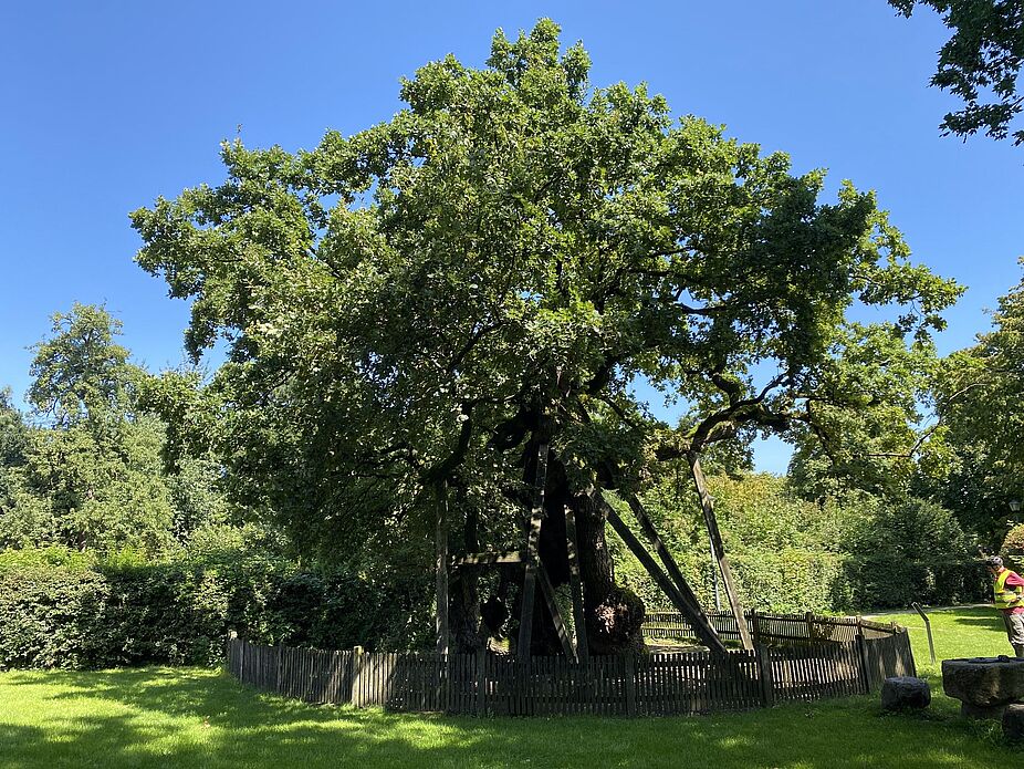 KW32 Erle 09 Die Femeiche von Erle Die Femeiche von Erle