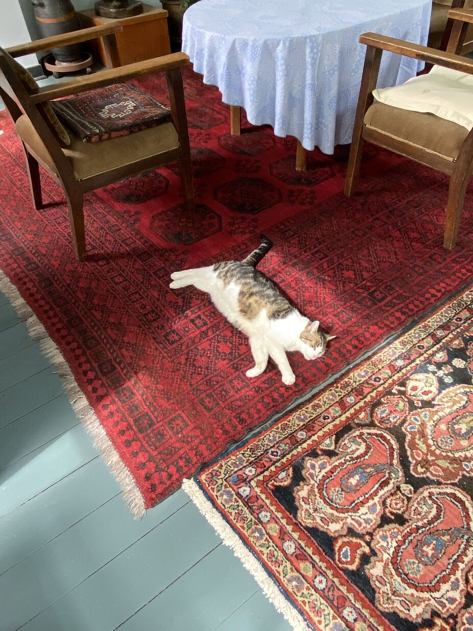 Die Katze Pankok Die Katze Pankok