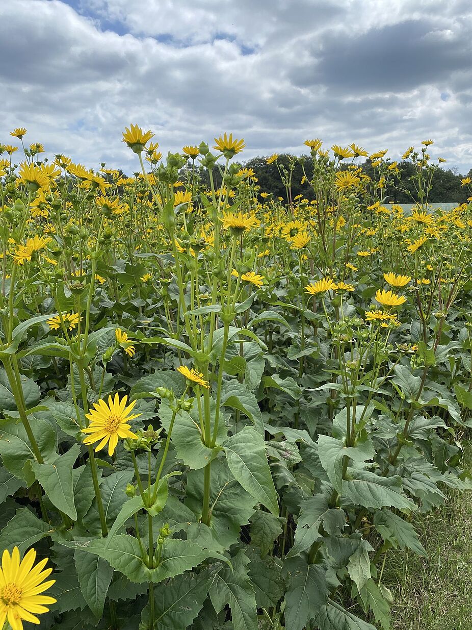 KW32 Erle 16 Die ungeschlitzte Becherpflanze Felder mit der ungeschlitzten Becherpflanze