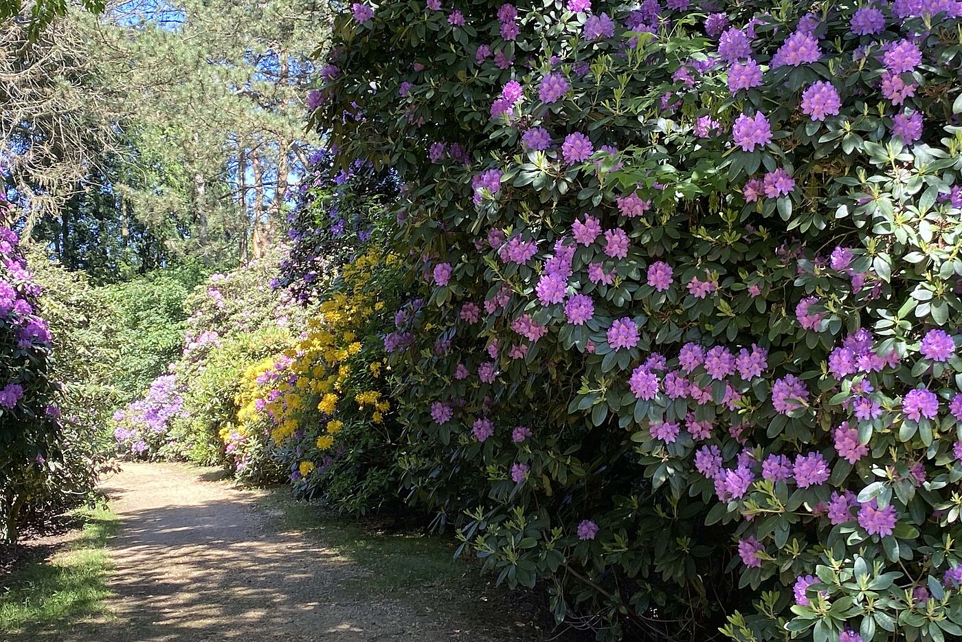 KW20-25_wb29_Schloss_Lembeck_mit_Rhododendronbluete