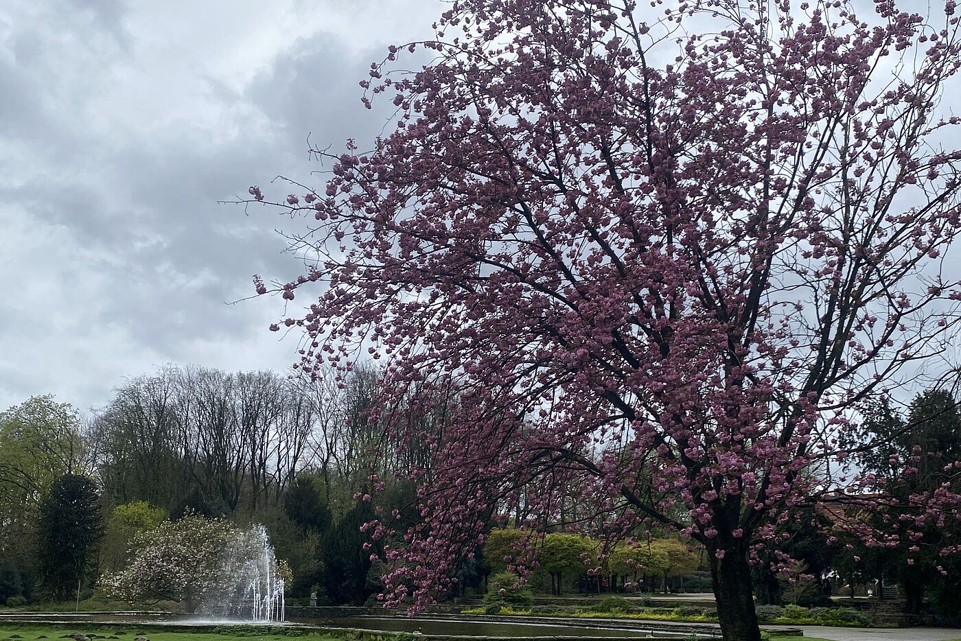 In vollster Blüte