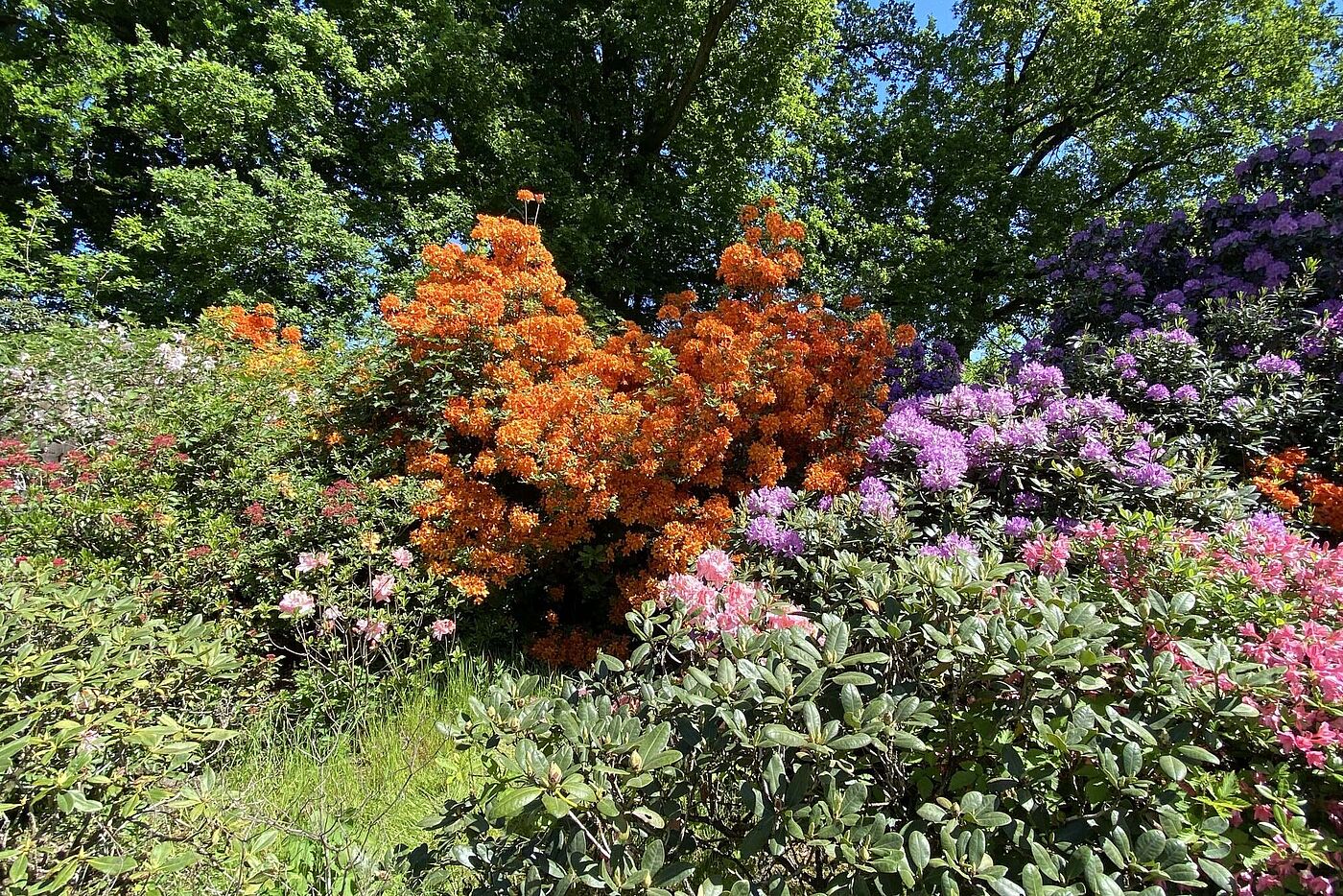 KW20-25_wb33_Schloss_Lembeck_mit_Rhododendronbluete