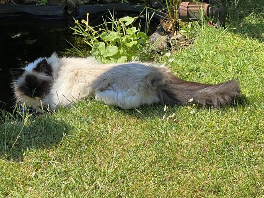 Gina erfrischt sich am Teich Die weiße Katze Gina erfrischt sich am Teich