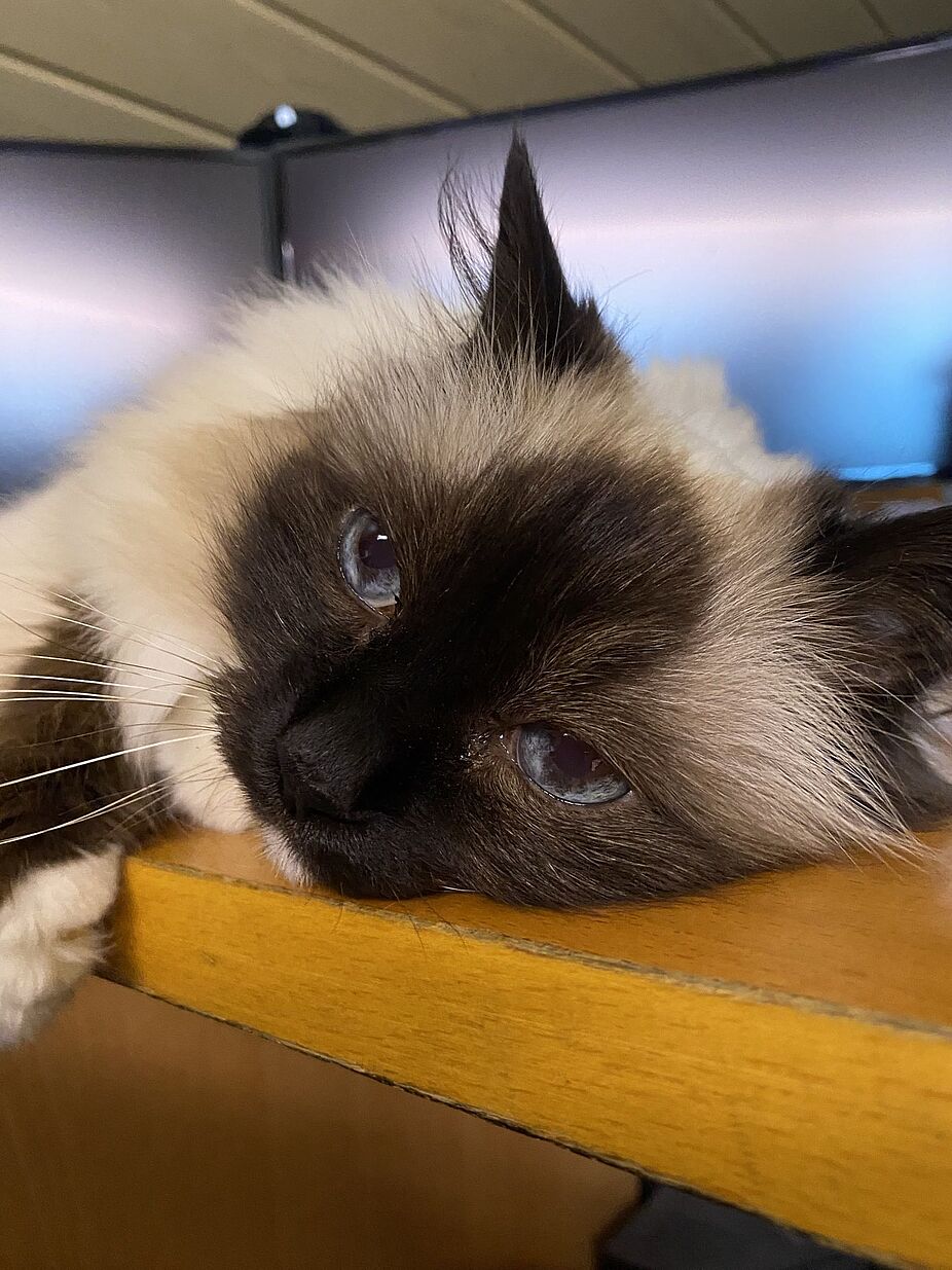 Gina leidet auch unter der Hitze Die Katze Gina leidet auch unter der Hitze und liegt matt vor meinem PC