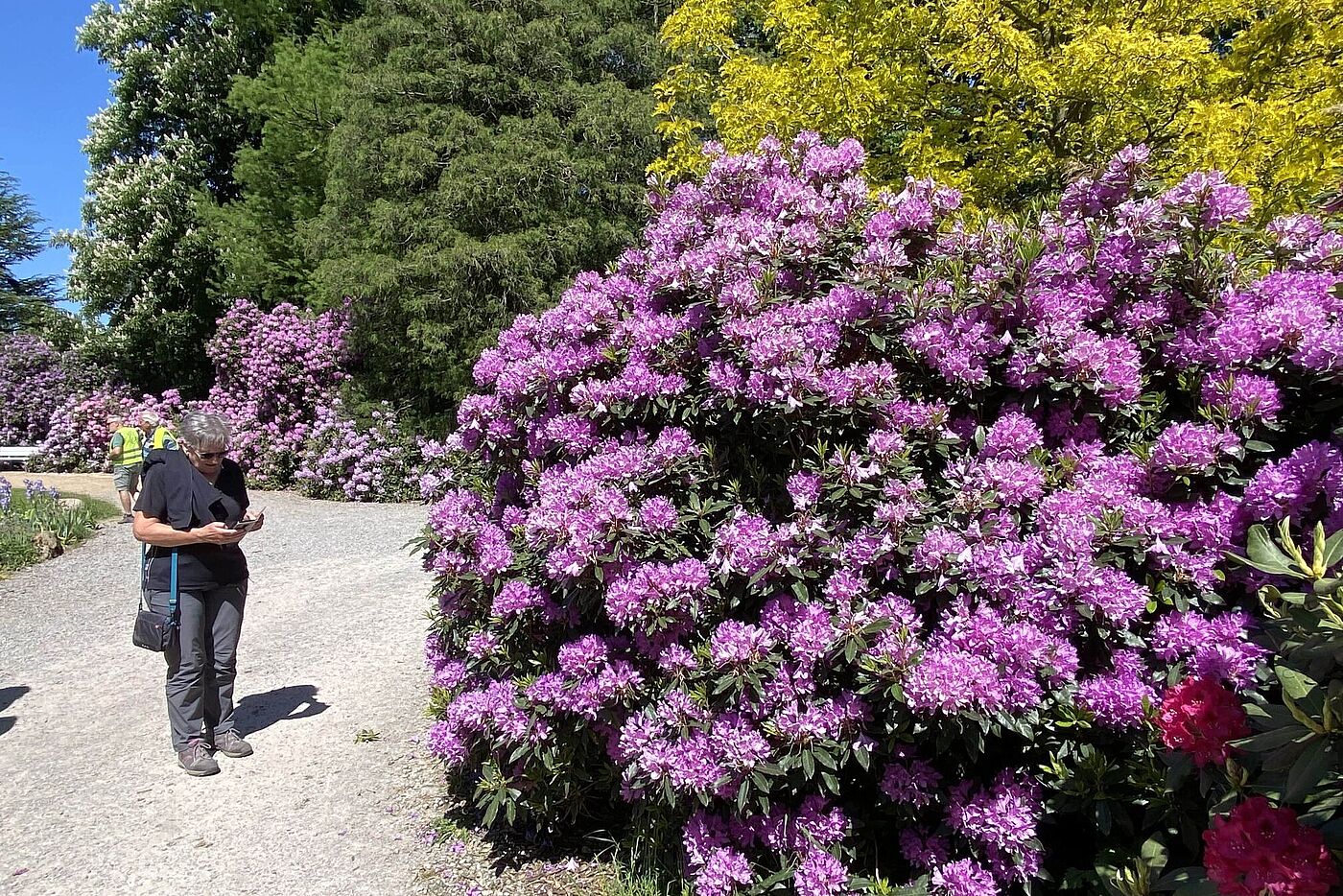 KW20-25_wb23_Schloss_Lembeck_mit_Rhododendronbluete