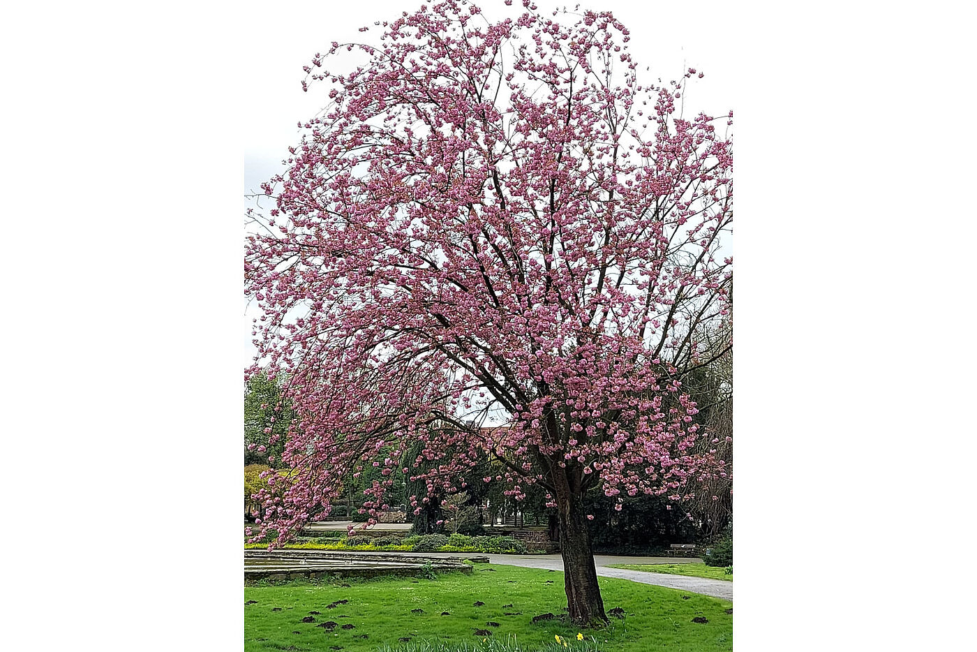 In vollster Blüte