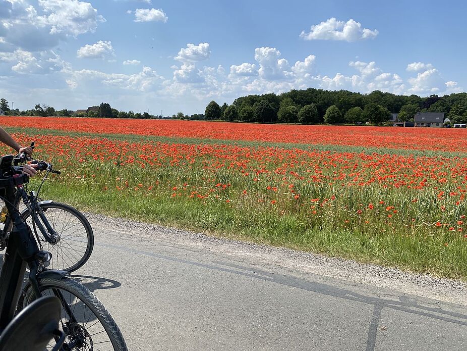 Klatschmohn ohne Ende, ein Blick zurück Das Klatschmohnfeld, ein Blick zurück über den Lenker eines Mitfahrers