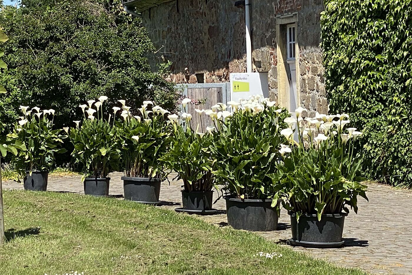 KW20-25_wb21_Schloss_Lembeck_mit_Rhododendronbluete
