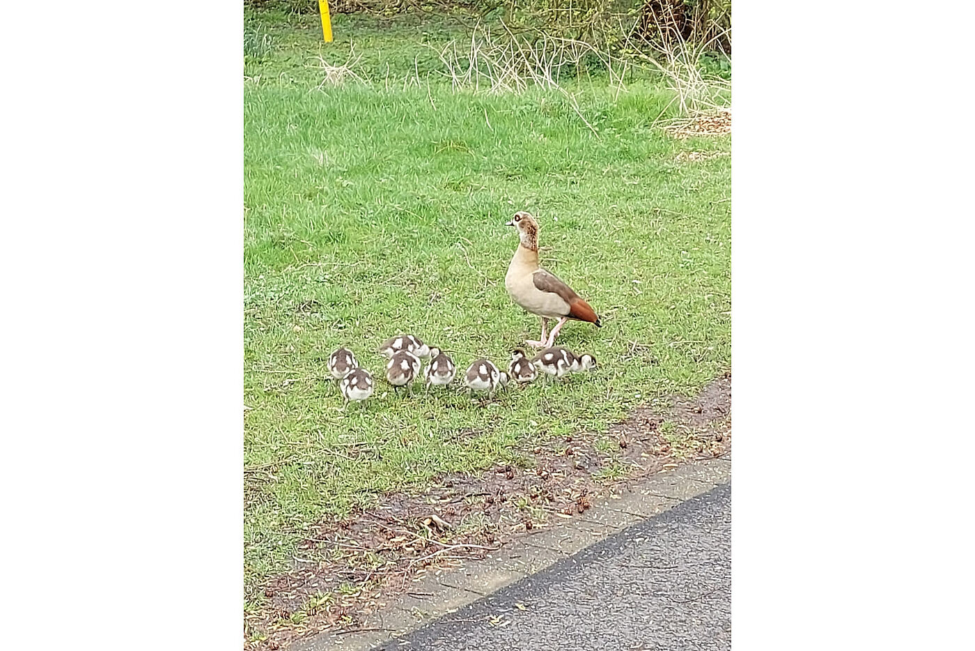 Familie Gans führt die Brut vor