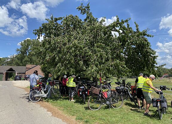 Unterm Kirschbaum ist Schatten satt! Und reife, leckere Kirschen laden zum Naschen ein.