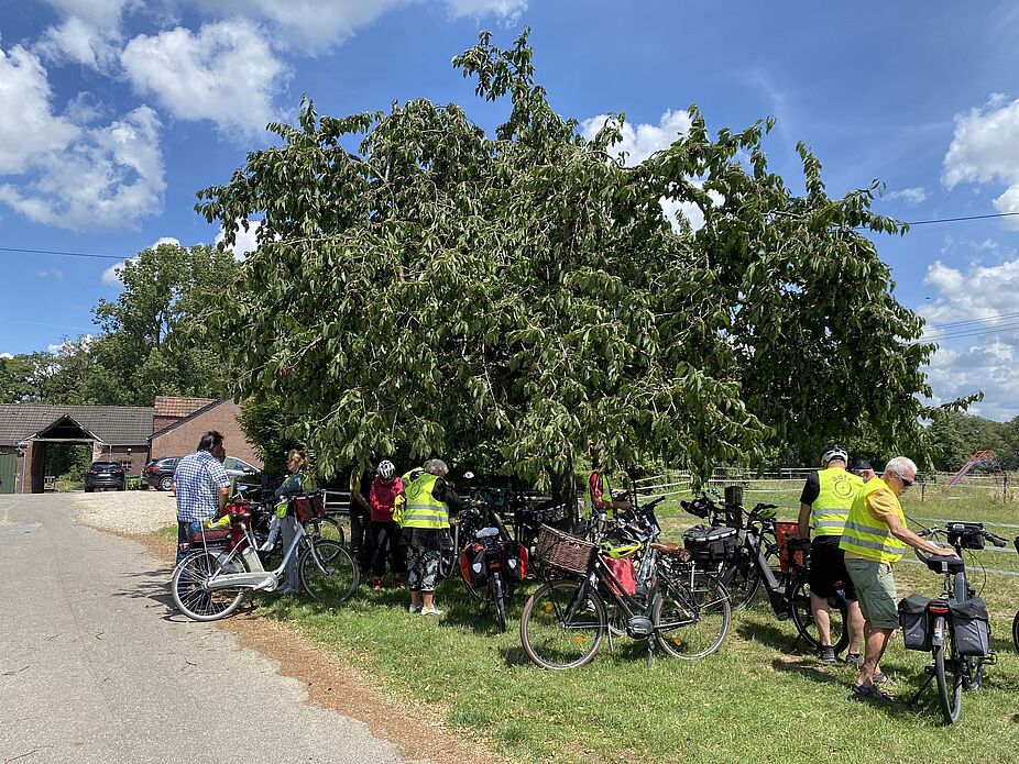 Unterm Kirschbaum ist Schatten satt! Unterm Kirschbaum ist Schatten satt! Und reife, leckere Kirschen laden zum Naschen ein.