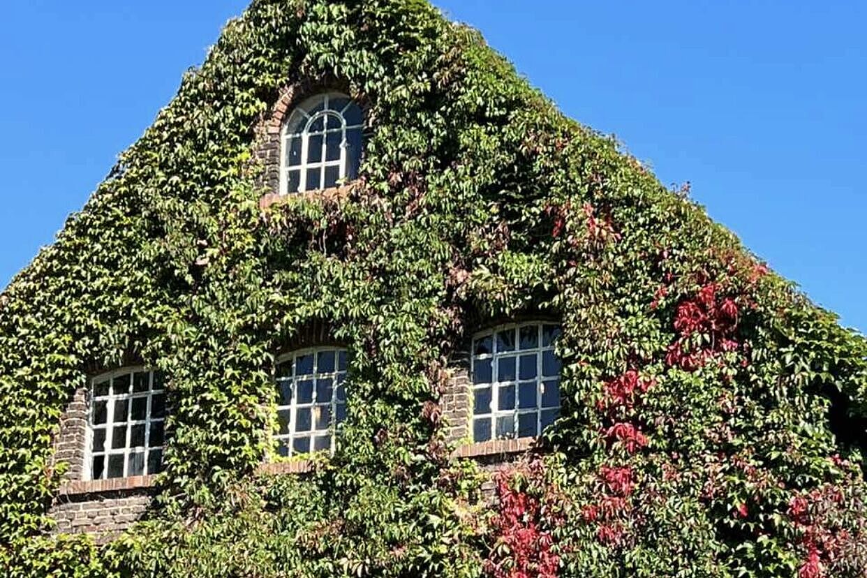 Der Wein wird so langsam rot