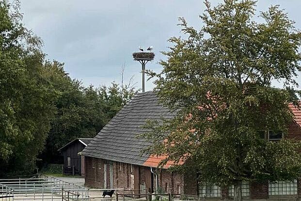 Die Störche bleiben wohl hier