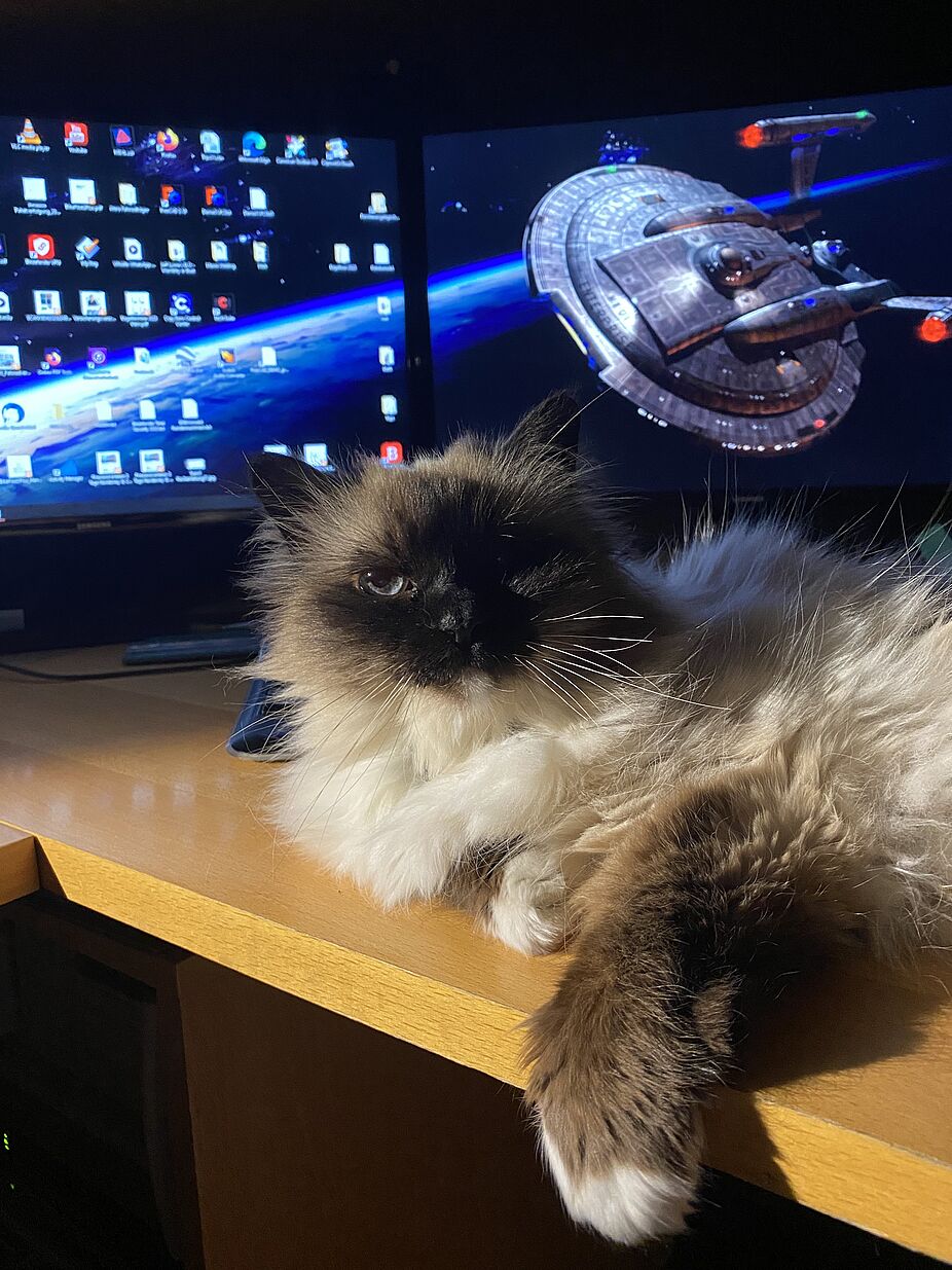 Gina will nicht gestört werden Die weiße Katze Gina liegt auf dem Schreibtisch und will ihre Ruhe haben.