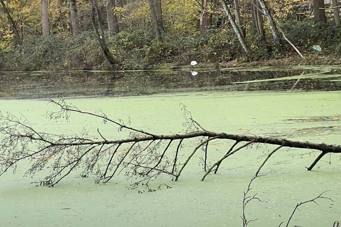 Der Mühlenteich in Gartrop