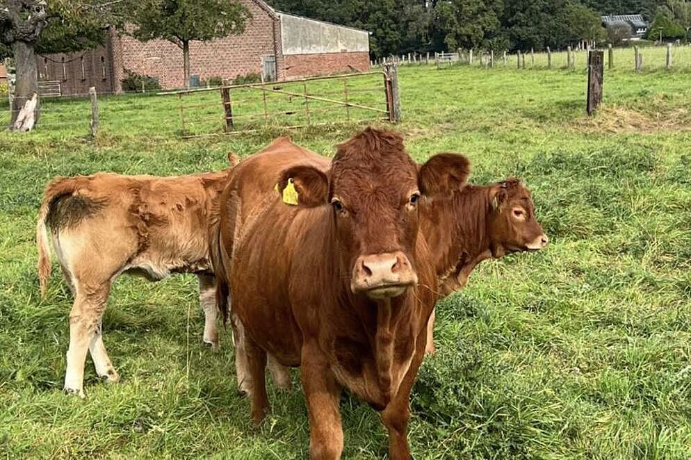 Hallo Rind