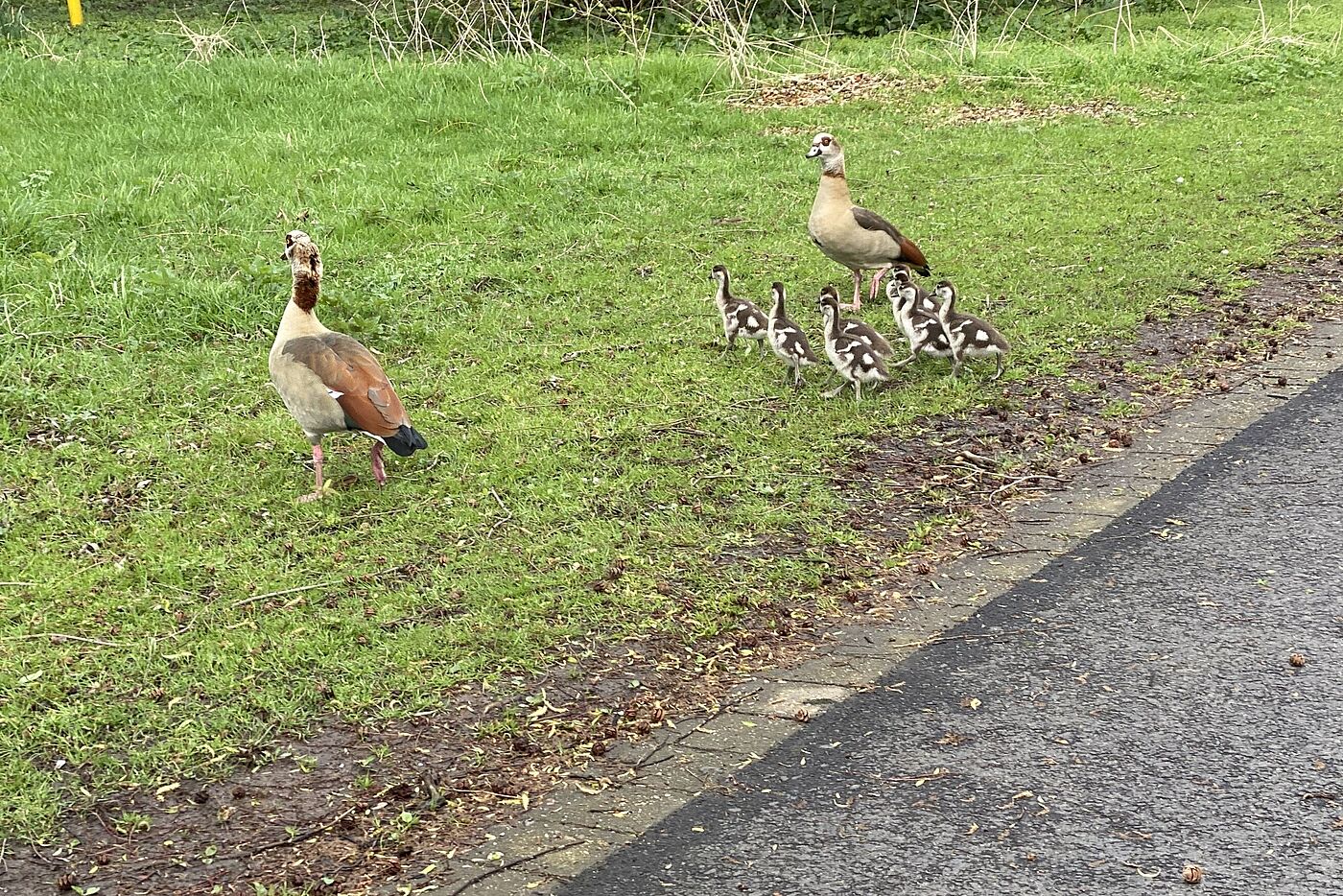 Familie Gans führt die Brut vor