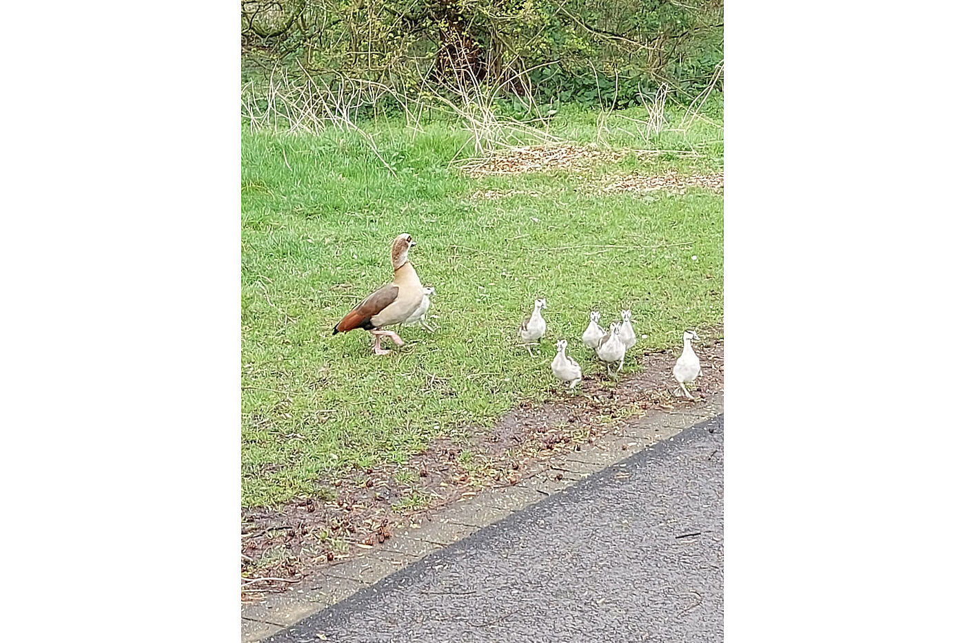 Familie Gans führt die Brut vor