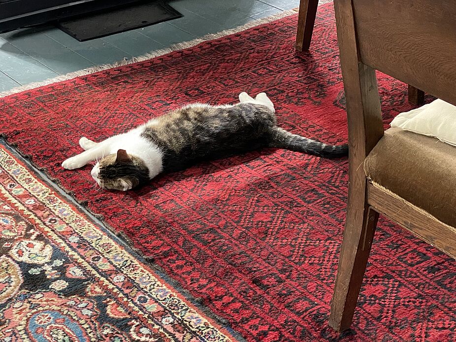 Die Katze Pankok Die Katze Pankok