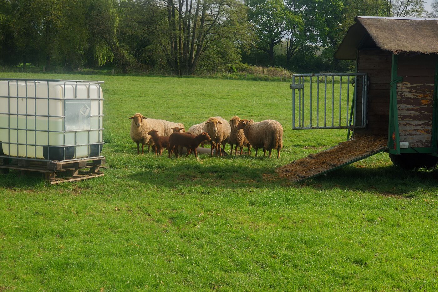 Landwirtschaft auf dem Biohof Büsch